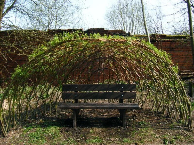 Живая беседка из ивы русская Ива. Живая изгородь плетень Ива. Арка из плакучей ивы. Беседка из ивовых веток.