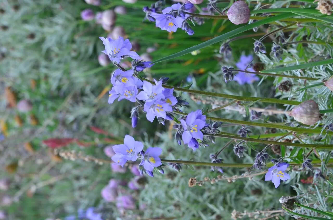 Синюха остролепестная. Синюха остроцветковая. Polemonium acutiflorum. Полемониум Синюха. Первая синюха краснодарский край