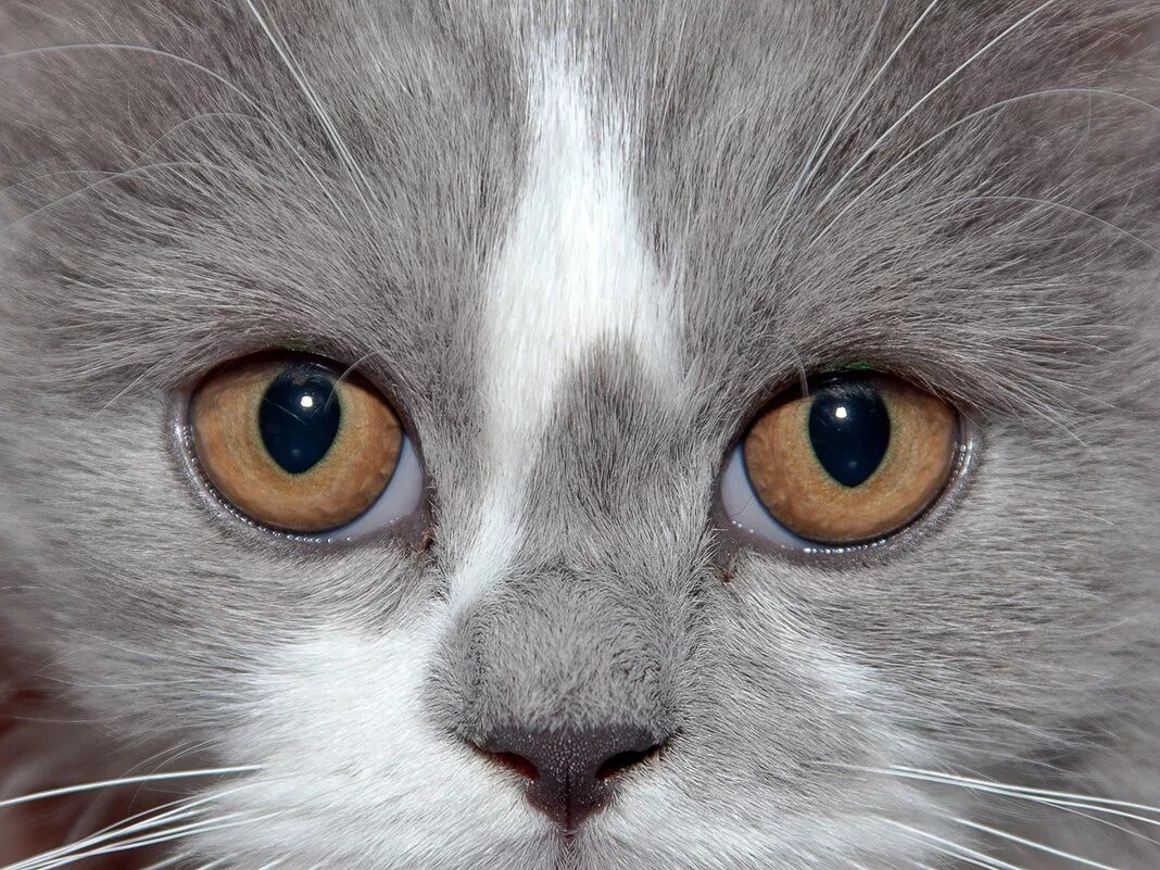 анизокория кошек анизокория у кошек. зрачок кошки. зрачок кошки. серый кот с большими зрачками. анизокория , миоз у кошки.