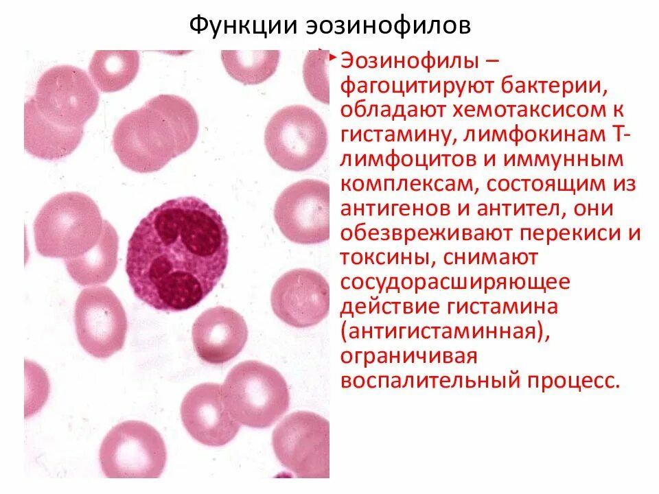 Эозинофилы 6,10. Норма эозинофилов в периферической крови. Эозинофилы функции гистология. Эозинофилы 6.2.