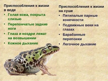 Среда обитания земноводных наземная и водная кожа