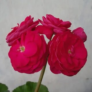 Пеларгония пак вива