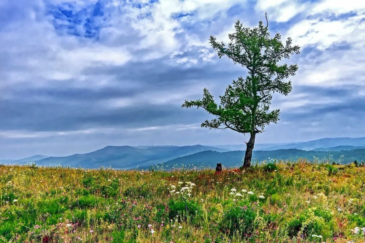 Природа забайкальского края багульник. Хребет арга красноярский край. Яблоневый хребет забайкальского края. Лесостепь забайкалья. Юг забайкалья.