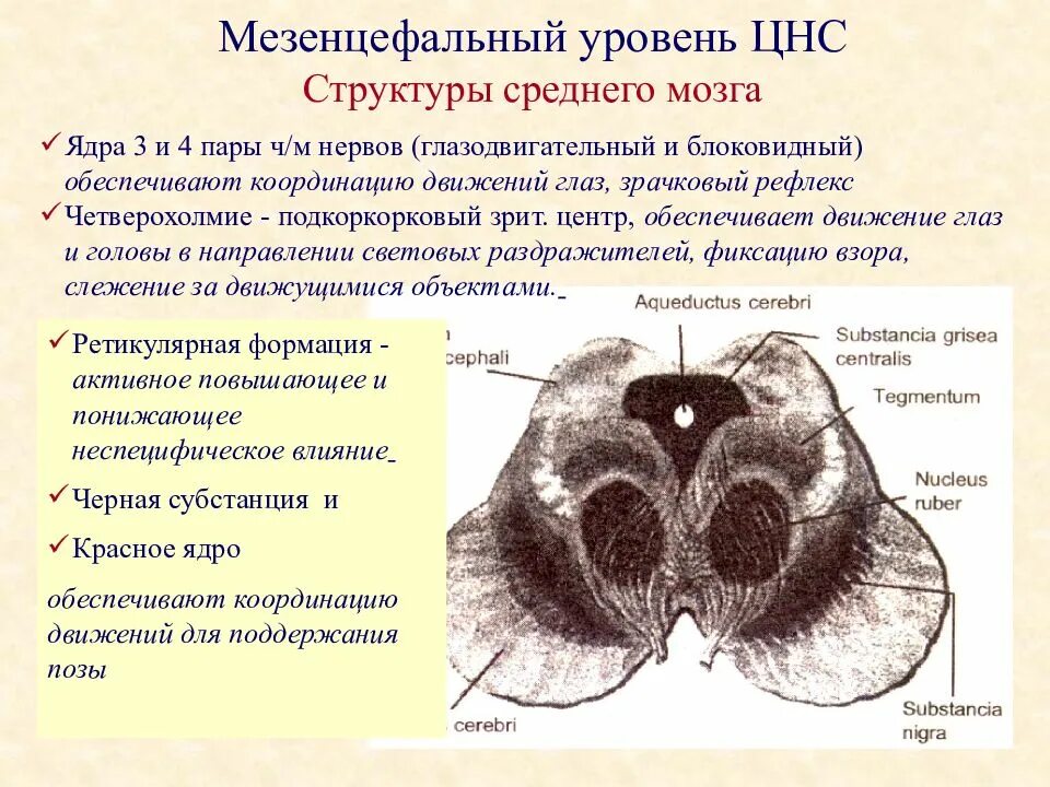 Изменения срединные структуры. Дисфункция мезодиэнцефальных структур. мезэнцефальные структуры. мезенцефальный уровень мозга это. мезэнцефальные отделы мозга.
