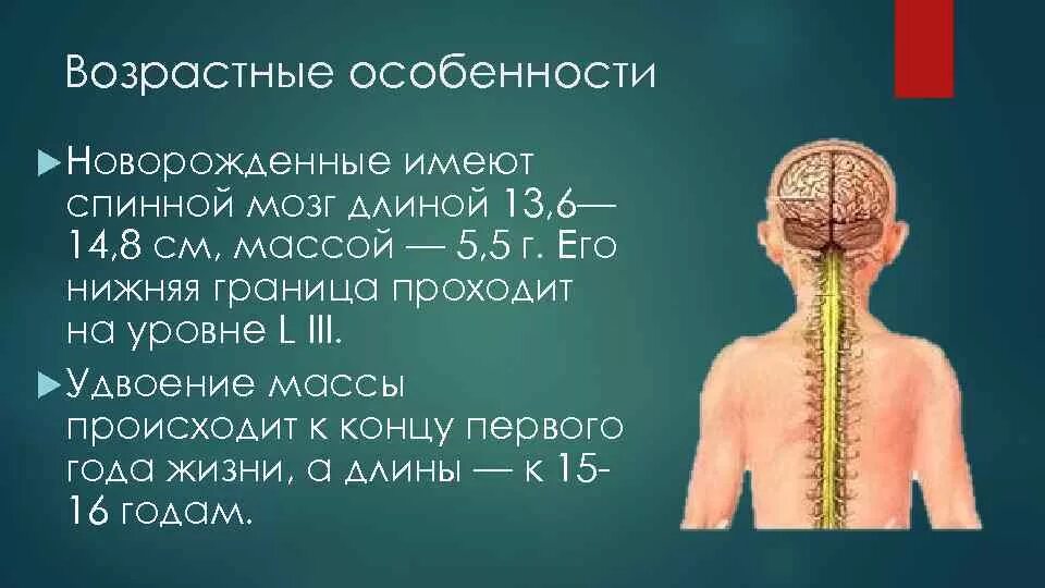 Мозг новорожденного масса. Формирование головного и спинного мозга. Головной и спинной мозг анатомия. Спинной мозг ребенка. Особенности спинного мозга у детей.