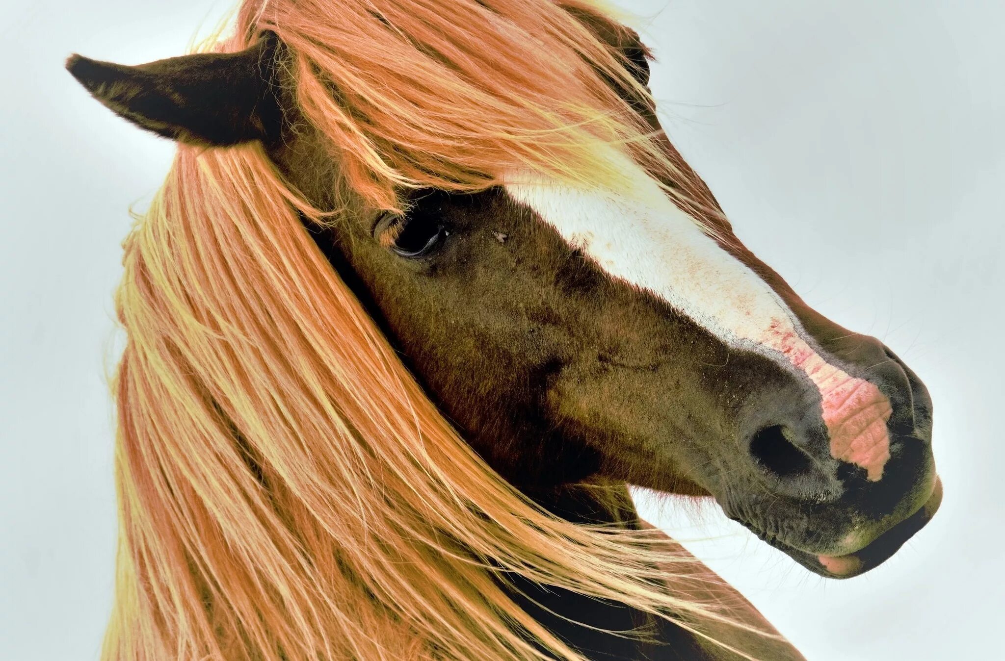 Horse hair. Лошадь с длинной гривой. Красивые морды лошадей. Волосы лошади. Грива коня.