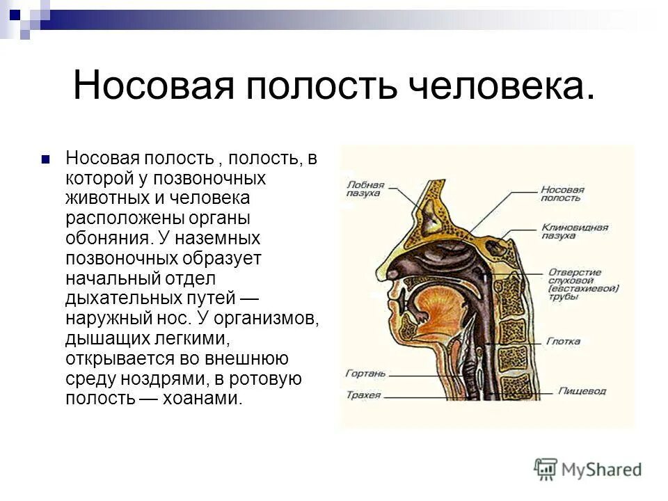 Полость пример. Полость носа анатомия дыхательная система. строение органов дыхания носовая полость. функция полости носа в дыхательной системе. строение носовой системы.