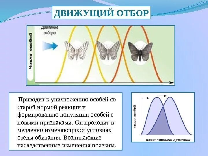 Совокупность бабочек одной популяции. Естественный отбор схема биология. Движущая форма естественного отбора норма реакции. Норма реакции движущего отбора. Схема движущего естественного отбора.