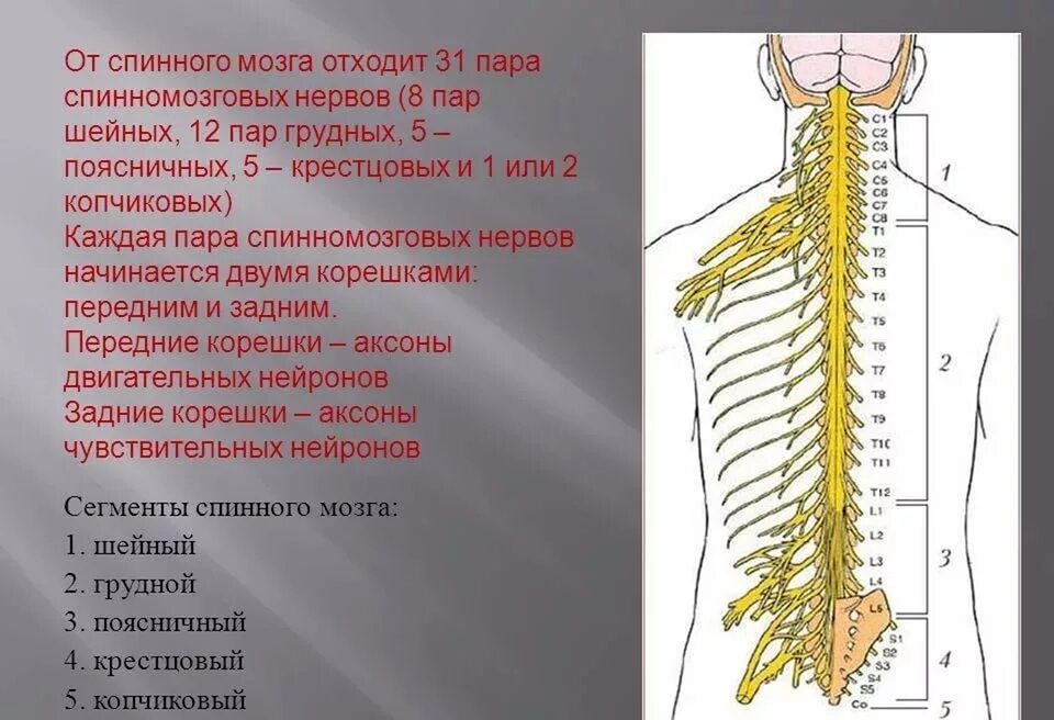 Спинномозговых нервов у человека. 31 пара передних корешков спинномозговых нервов. корешки спинномозговых нервов строение анатомия. корешок с1 спинного мозга. 31 пара спинномозговых нервов иннервация.