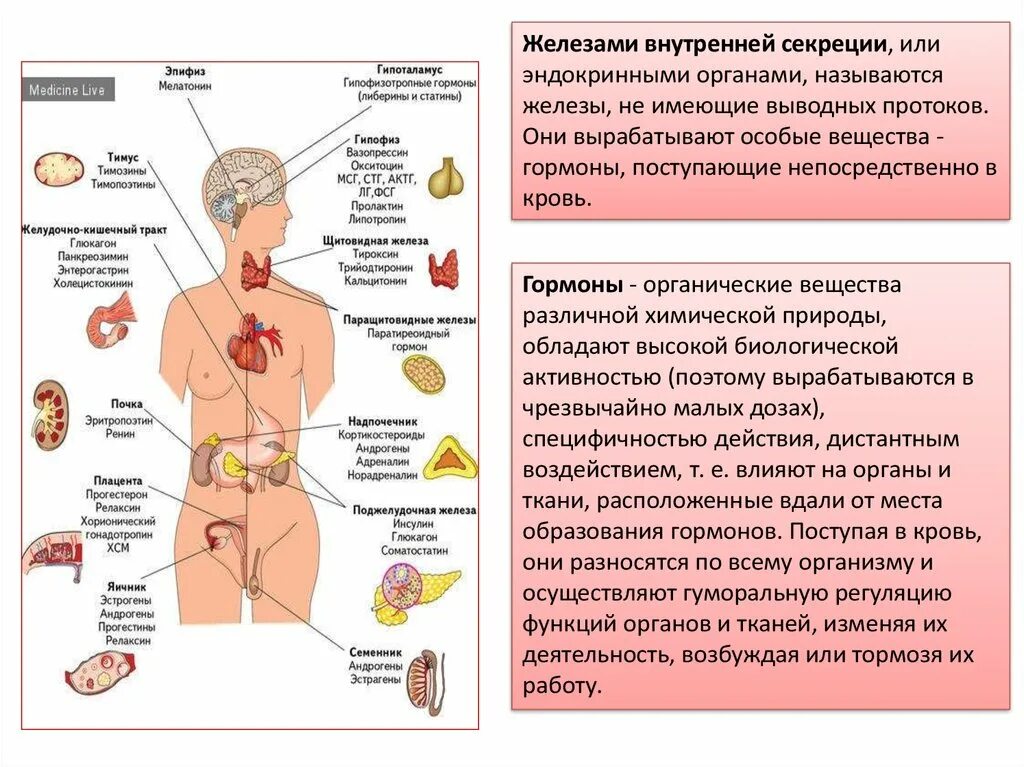 Название железы и функции железы. Эндокринная система человека гормоны и их функции. Эндокринная система состоит из желез внутренней секреции. Эндокринная система и эндокринные железы. Название желёз внутренней секреции на изображение.