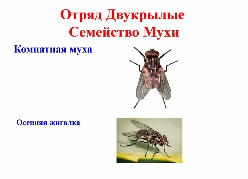 Семейство насекомых отряда двукрылых 8 букв. Отряд двукрылые мухи. отряд двукрылые представители. жужжальца у двукрылых. представители мух.