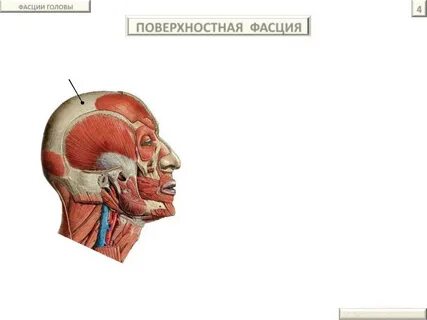 Апоневроз головы