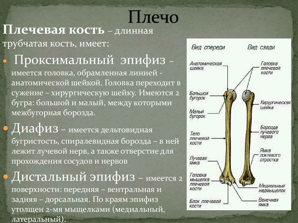 Какими костями он образован что такое вилочка. Строение проксимального эпифиза плечевой кости. Плечевая кость дистальный эпифиз. Анатомические образования дистального эпифиза плечевой кости. Плечевая кость диафиз эпифиз.