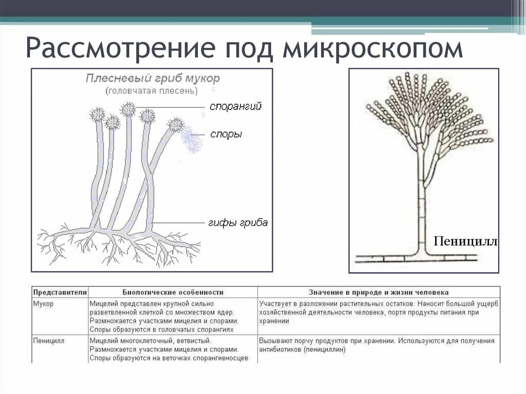 Рассмотрите изображение шести организмов пеницилл мукор