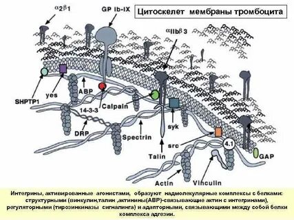 Цитоскелет мембрана