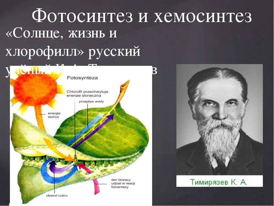 Впервые значение хлорофилла установил русский ученый. Тимирязев хлорофилл. Климентий Аркадьевич Тимирязев фотосинтез.