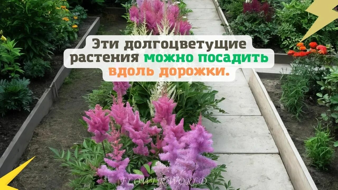 Какие цветы можно посадить в апреле мае. Цветы на даче. хосты и астильбы вдоль садовой дорожки. какие растения посадить вдоль дорожки. какие растения лучше сажать вдоль дорожек.