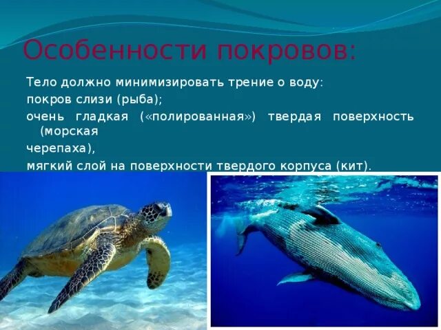 Приспособления животных к жизни в водной среде. Адаптации водных животных. Адаптация животных к водной среде. Приспособленность обитателей водной среды.