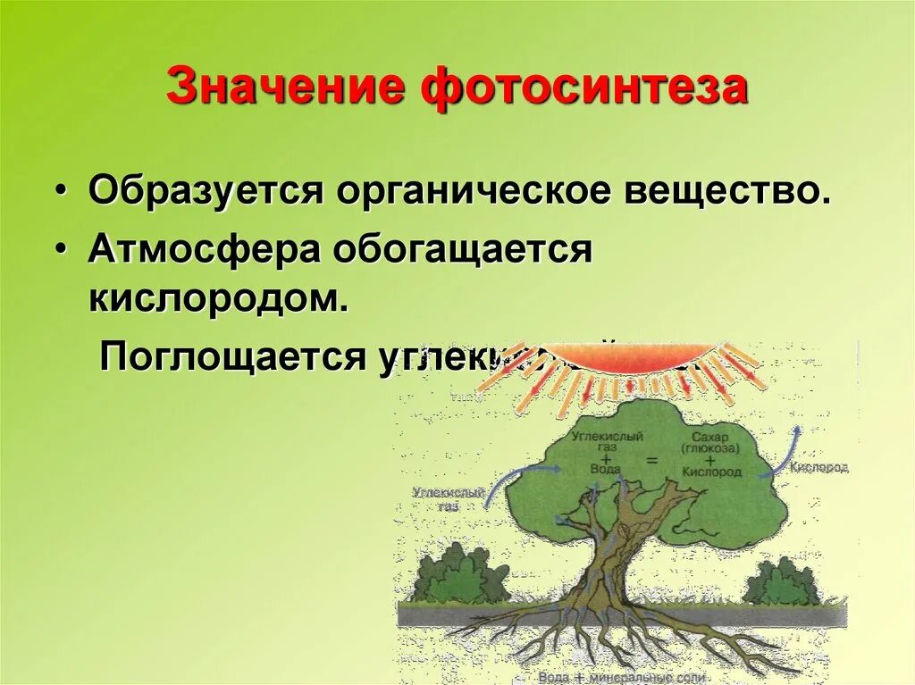 Какова роль кислорода в эволюции жизни биология. Значение фотосинтеза в природе. Роль фотосинтеза для живых организмов. Фотосинтез значение фотосинтеза. Роль фотосинтеза для растений.