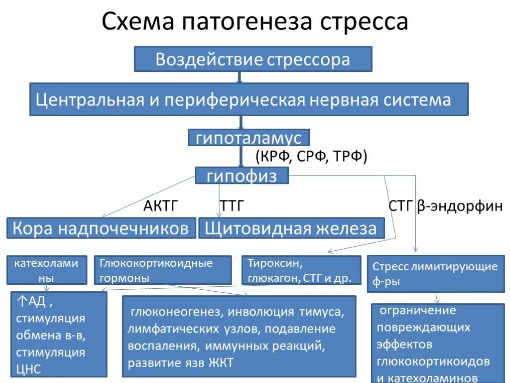 Схема патогенеза стресса. Механизм развития стресса. Патогенетические механизмы стресса. Механизм формирования стресса. Механизмы развития стресса