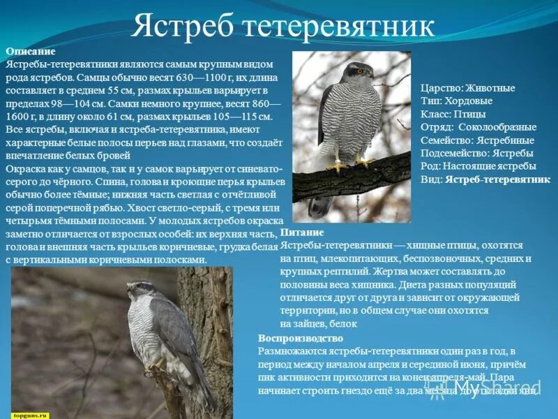 Астраханские ястребы. Сосна ястреб тетеревятник иволга. Камчатский ястреб-тетеревятник. Ястреб тетеревятник спасли. Ястреб-перепелятник описание.