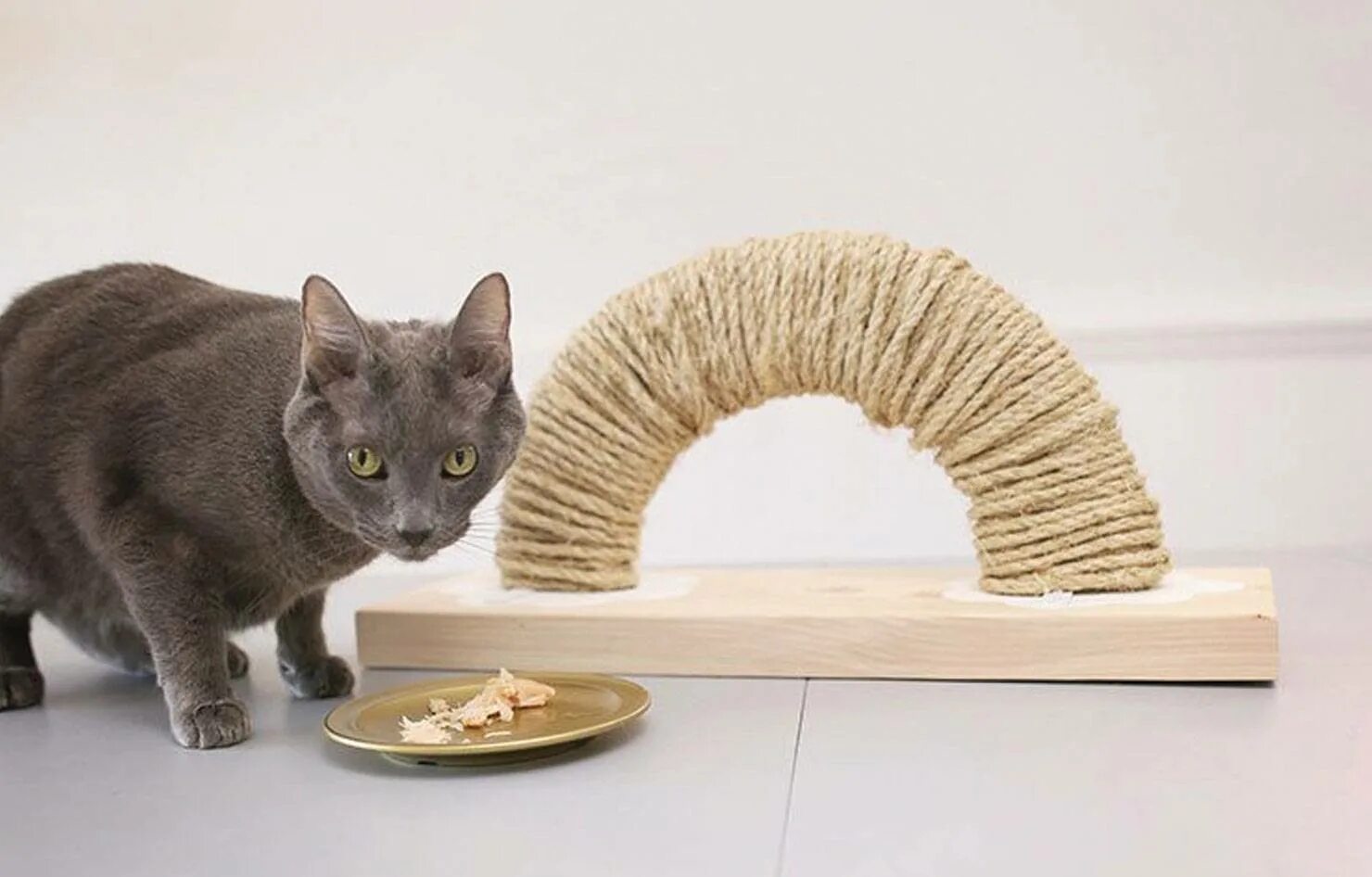 Как сделать котенка домашним