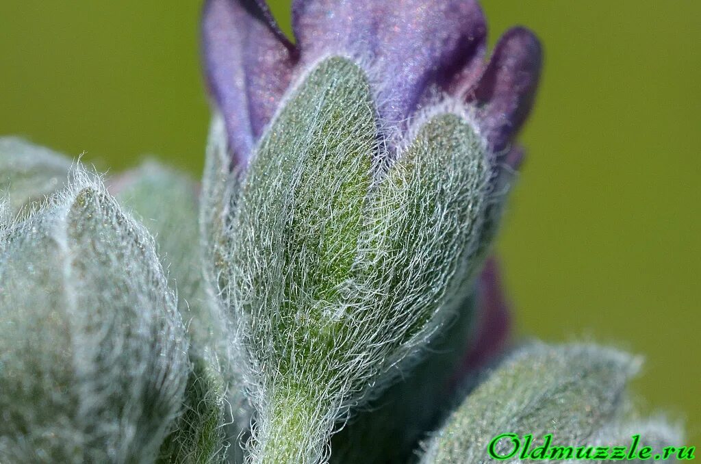 опушенный стебель. шлемник и шлемник байкальский. торичник морской. астрагал каракугинский. пряные травы из семейства яснотковых.