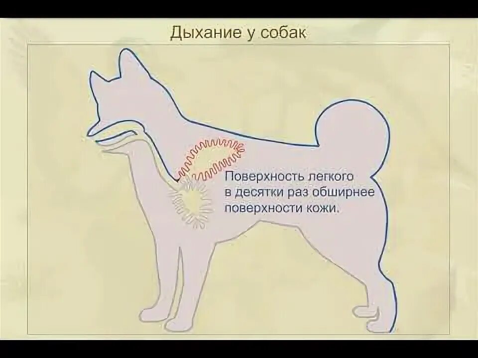 Собака дышит. Собака быстро дышит. Операции на гортани собаки. Небулайзер для собак. Собака с языком.