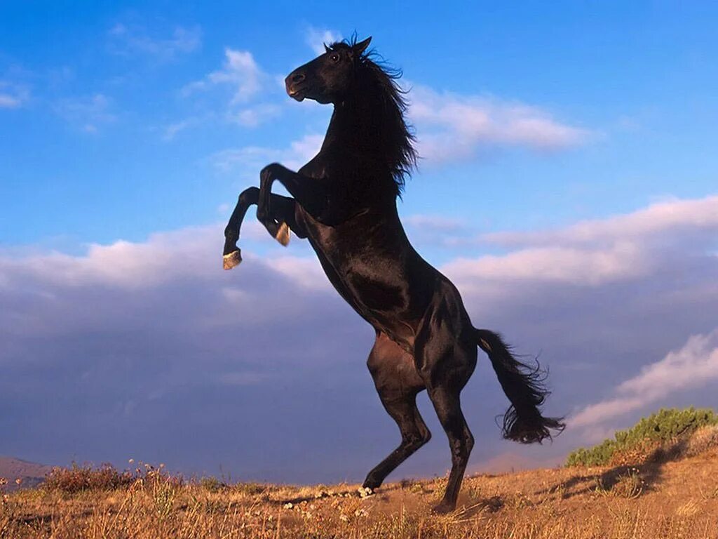 Спой коня. Вороной Мустанг иноходец. Лошадь породы Мустанг иноходец. Мустанг лошадь черный. Гнедой Мустанг.