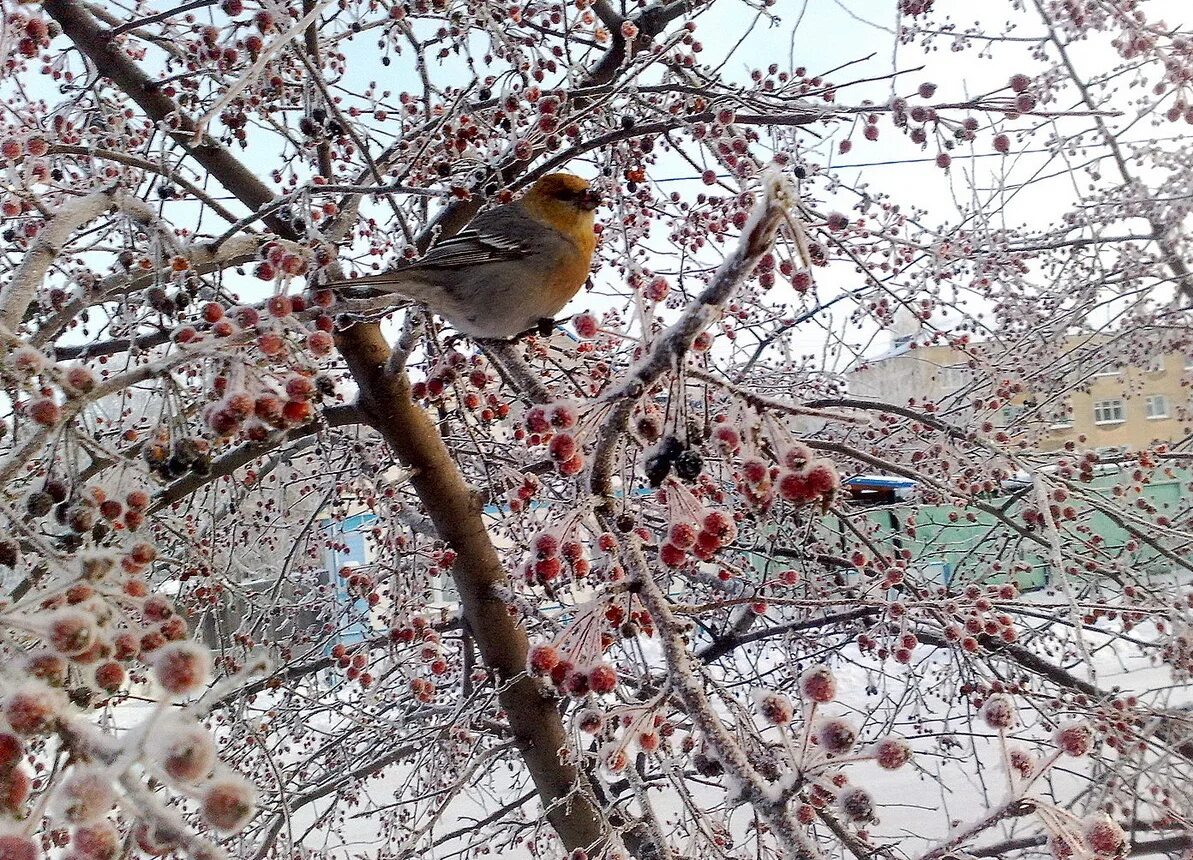 Перелетающие птицы зимой. Птицы поздней осенью. Птицы улетают зимой.
