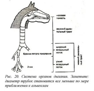 Орган дыхания трахея у животных