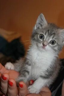 Котят которых продают