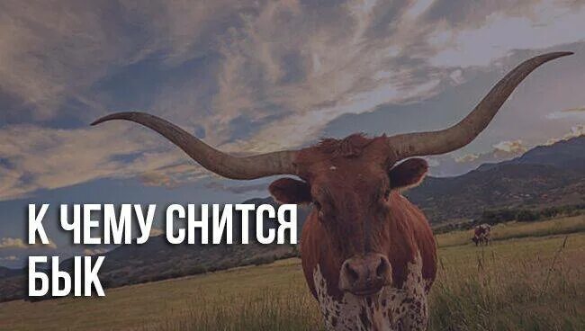 К чему снится бык. К чему снится бык женщине. к чему снятся быки девушке. к чему снится бык девочке. к чему снится черный бык.