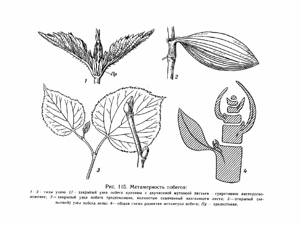 Метамерность побега. Строение побега. Закрытые узлы у растений. Метамерность строения побега. Крапива схема
