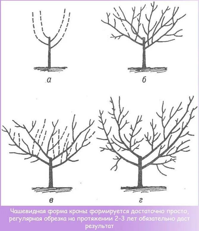 Через сколько плодоносит яблоня после посадки. Обрезка плодовых деревьев яблонь. Схема обрезки яблони весной. Схема обрезки саженцев яблони. Схема обрезки плодовых деревьев осенью.