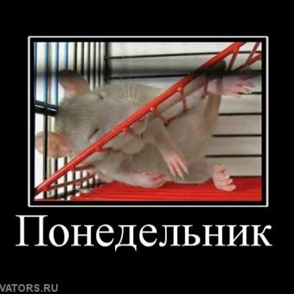 Смешные картинки про понедельник. Понедельник правда. Завтра понедельник демотиватор. Понедельник правда. Смешные демотиваторы про понедельник.