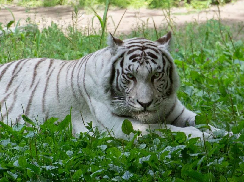 Белый бенгальский тигр красная книга описание. Белый тигр содержание. Сообщение про белого тигра. Бенгальский тигр красная книга краткое содержание. Год белого тигра.