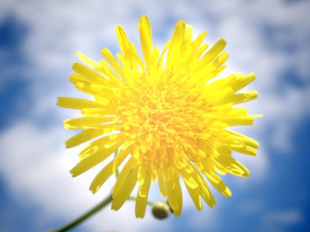 Мирного неба над головой стихи. Пускай светит. Пускай светит. Стих про солдата для детей. Доброе утро пусть солнышко светит в душе.