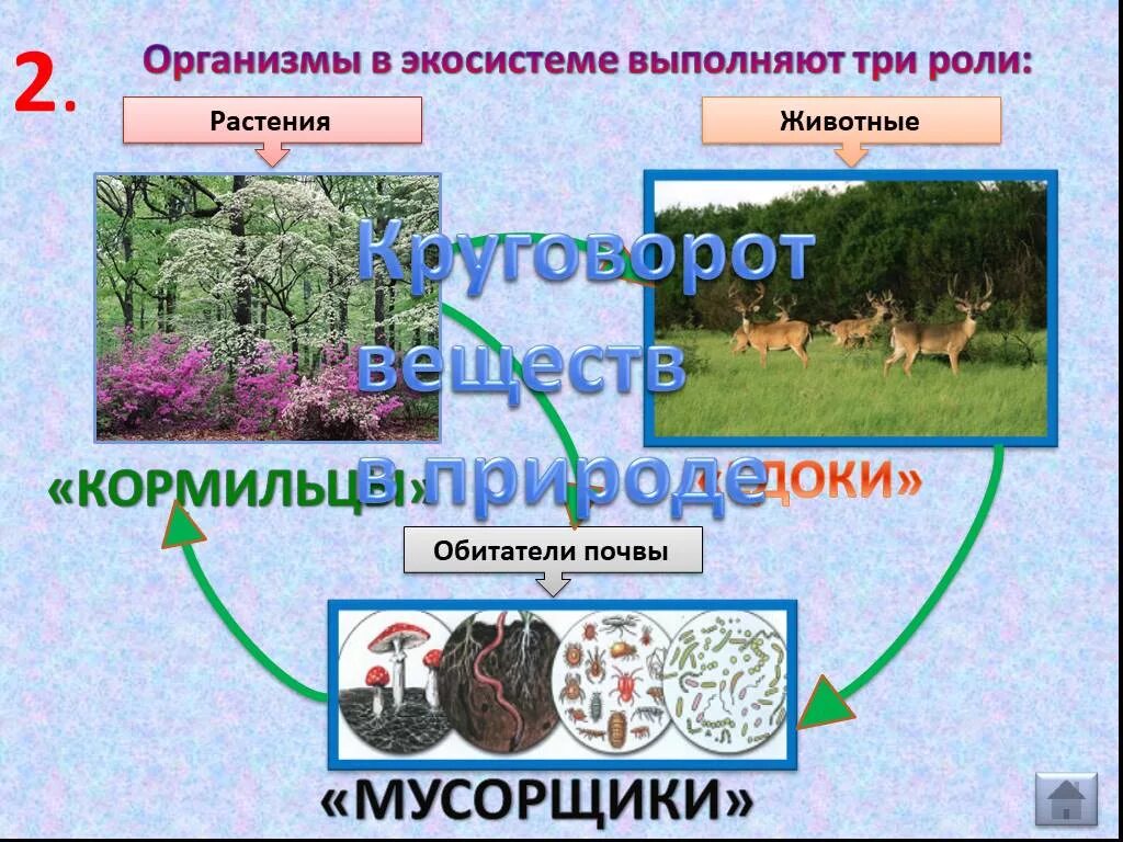 В круговороте веществ растения выполняют роль. Организмы в экосистеме. Кормильцы едоки мусорщики. Кормильцы едоки мусорщики в экосистеме. Экосистема растений.