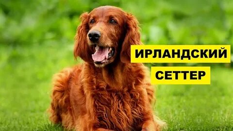 Сеттер собака