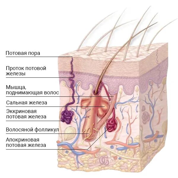 Где расположены потовые железы и корни волос. Кожа анатомия.
