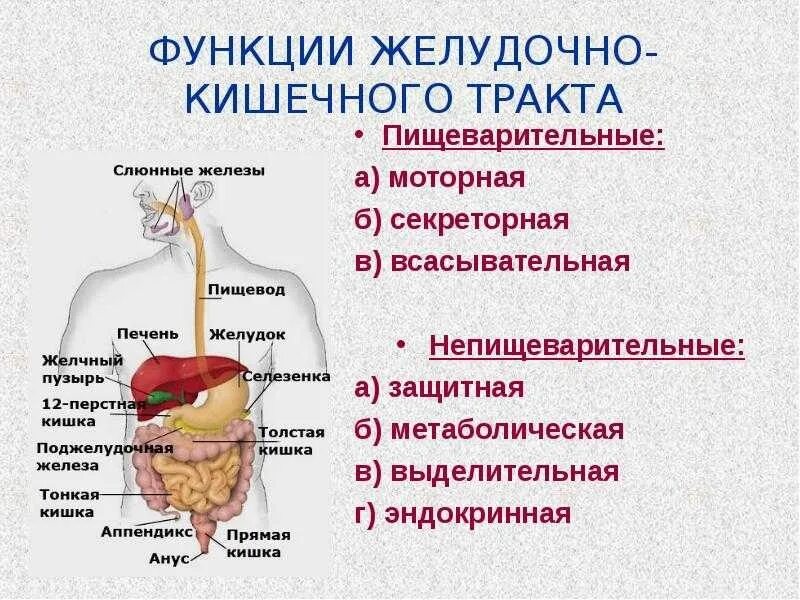 Пищеварительная система причины. Пищеварительная функция пищеварительной системы человека. Система и функции желудочно кишечного тракта. Пищеварительные функции желудка физиология. Выделительная функция пищеварительной системы.