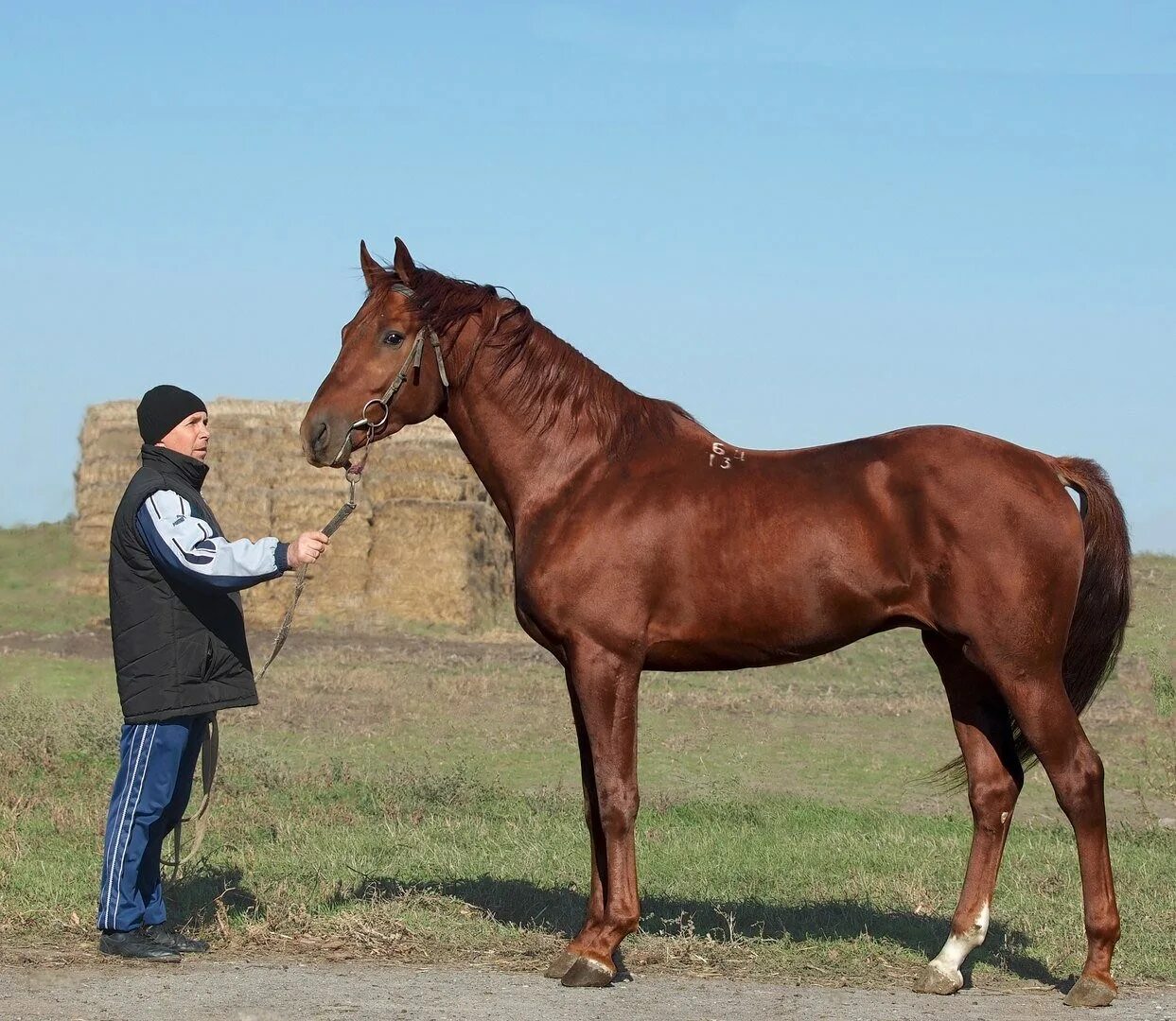 Лошади в ростовской области. Рост лошади. А старый аэропорт ростов кони. Чистокровный донской жеребец. Лошади ростов.