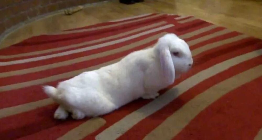 Сколько ног у кролика. Декоративный кролик на задних лапах.