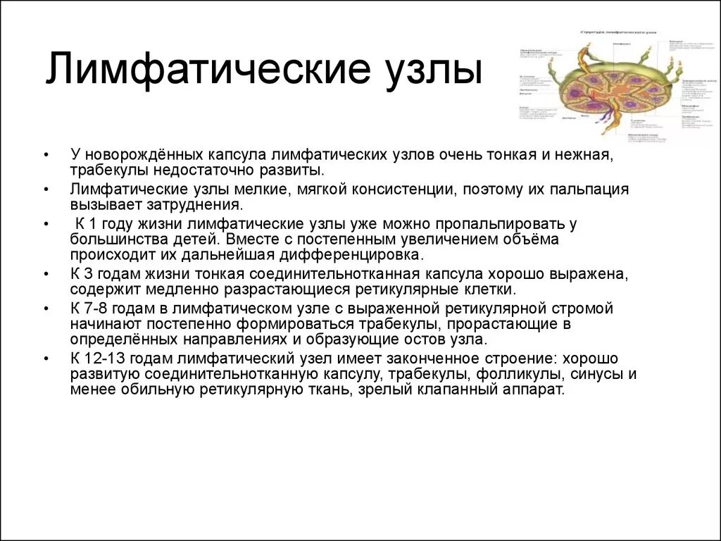 Лимфоузлы особенности. Афо лимфатических узлов у детей. Анатомо физиологические особенности лимфатических узлов. Лимфатические узлы анатомо-физиологическая характеристика. Лимфатическая характеристика.