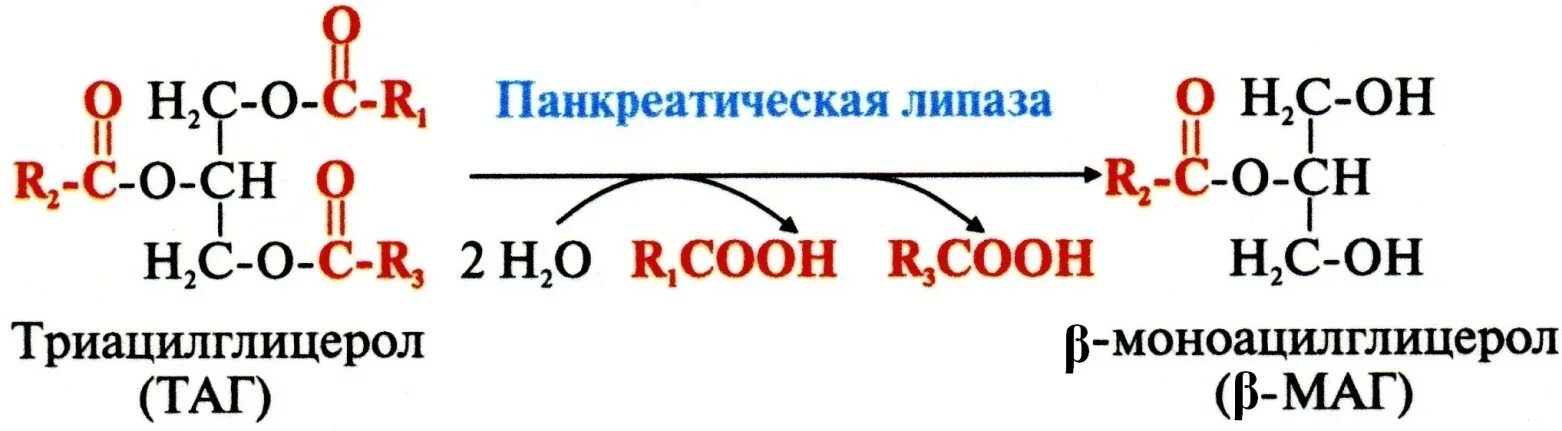 Гидролиз жиров ферменты. Реакция которую катализирует липаза. Панкреатическая липаза реакция. Липаза фермент реакция. Реакция катализируемая панкреатической липазой.