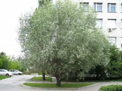 Белая ива сканворд