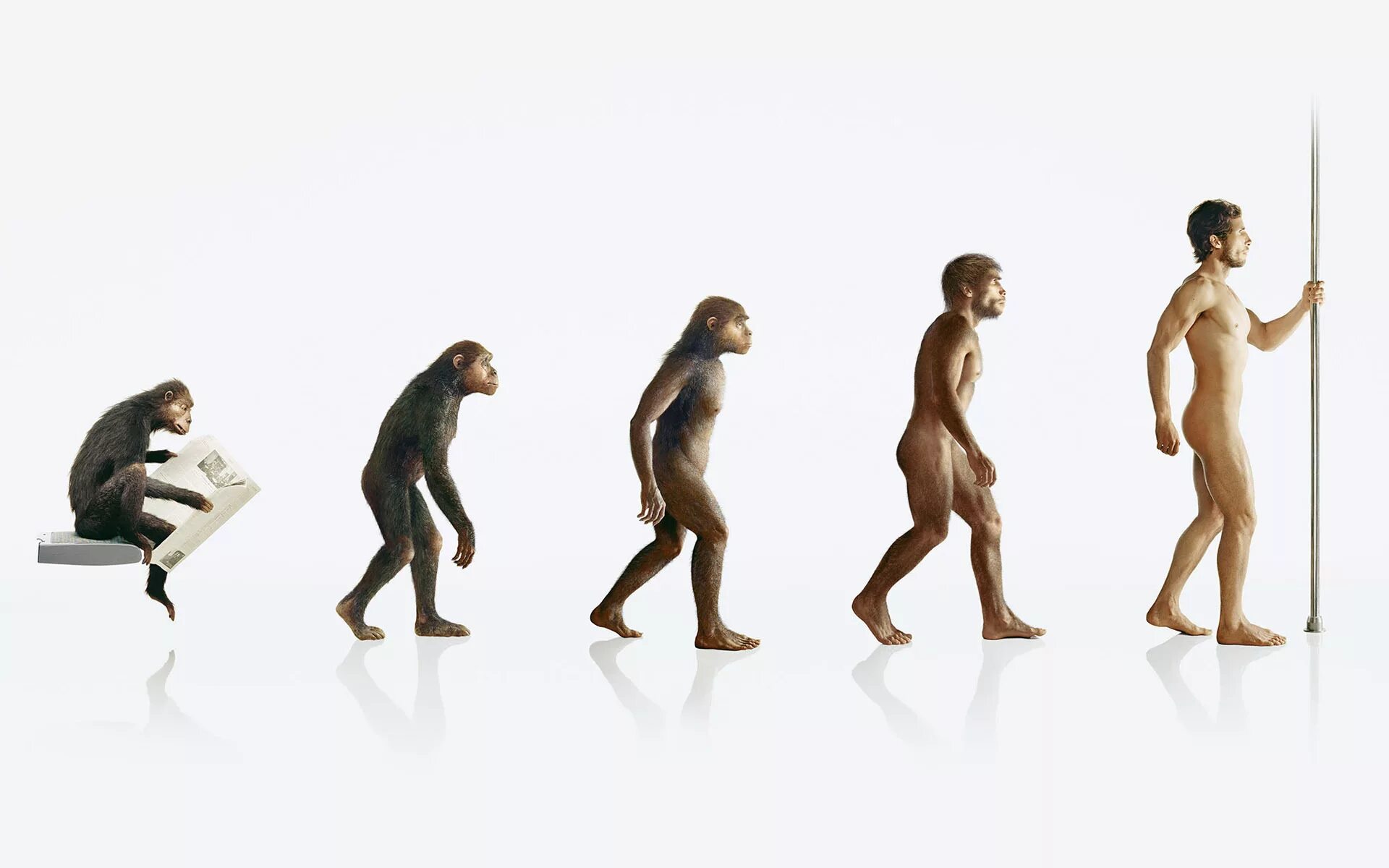 Хомо сапиенс сколько лет существует. Human Evolution Эволюция человека. Хомо сапиенс обезьяна. Эволюция обезьяны в человека.