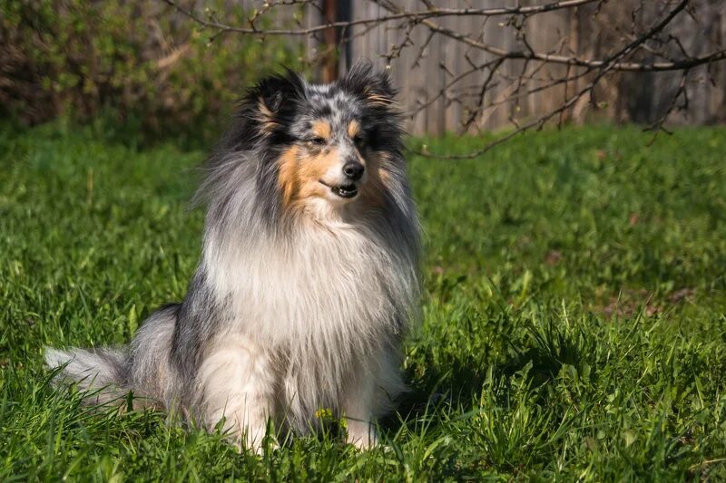заводчики шелти. питомник шелти хоум. шелти питомник. шелти питомник. питомник щенка шелти.
