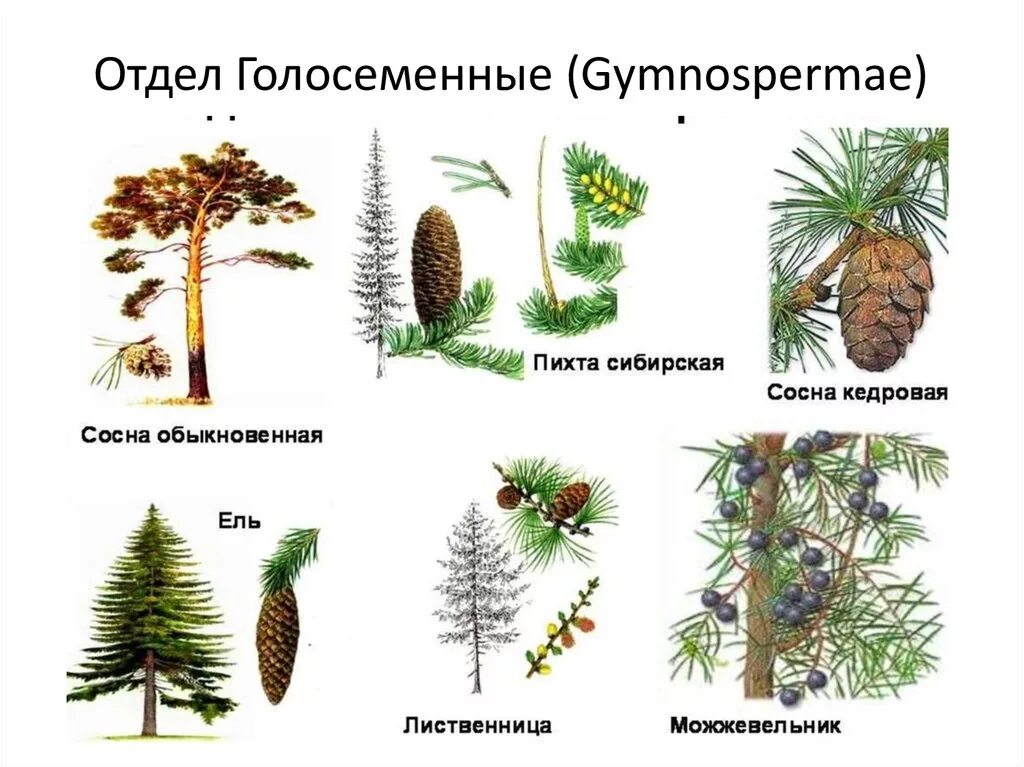 Хвойные 7 класс. Хвойные Голосеменные растения. Представители отдела голосеменных растений. Представители хвойных голосеменных растений. Голосеменные растения ель кедр ливанский.